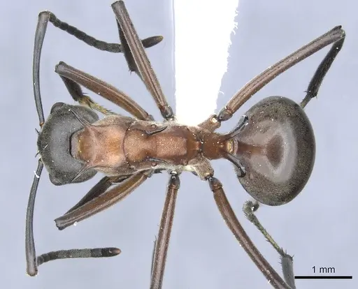 Polyrhachis taylori - CASENT0903295