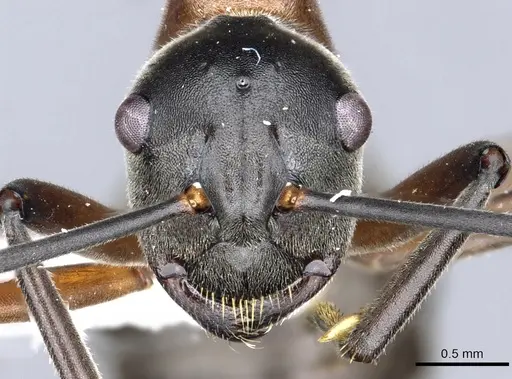 Polyrhachis taylori - CASENT0903295