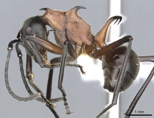 Polyrhachis taylori - CASENT0903295