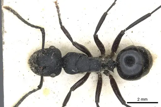 Polyrhachis templi specimen