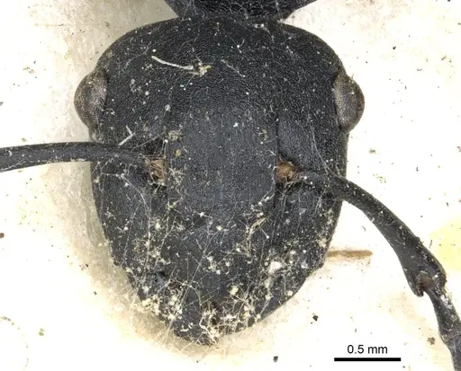 Polyrhachis templi specimen