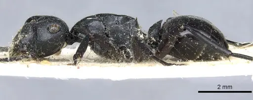 Polyrhachis templi specimen