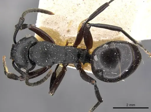 Polyrhachis templi - CASENT0910415