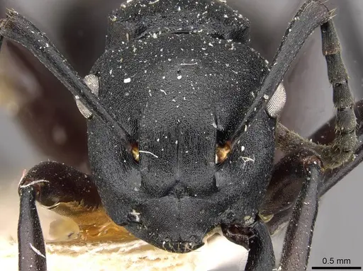 Polyrhachis templi - CASENT0910415