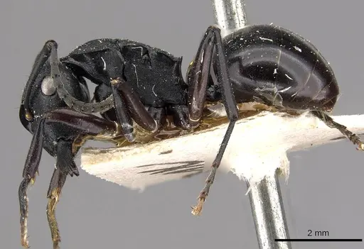 Polyrhachis templi - CASENT0910415