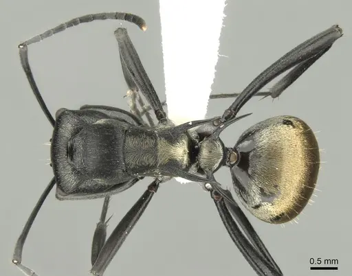 Polyrhachis terpsichore specimen