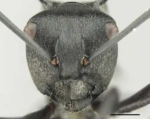 Polyrhachis terpsichore specimen
