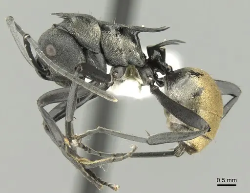 Polyrhachis terpsichore specimen