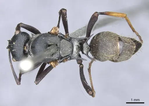 Polyrhachis terpsichore - CASENT0910848