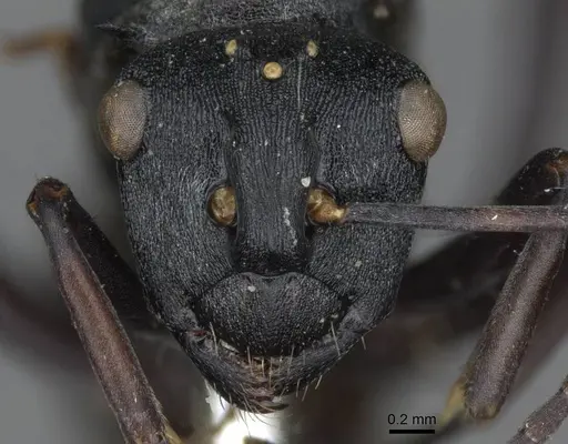Polyrhachis terpsichore - CASENT0910848