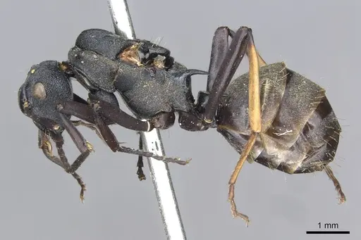 Polyrhachis terpsichore - CASENT0910848