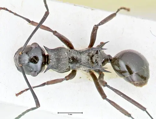 Polyrhachis tersa specimen