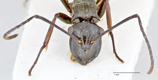 Polyrhachis tersa specimen