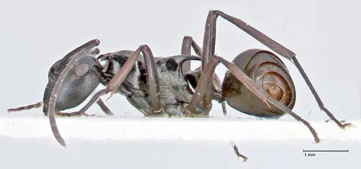 Polyrhachis tersa specimen