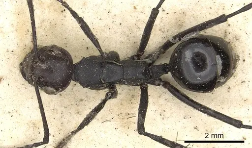 Polyrhachis textor specimen