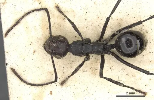 Polyrhachis textor specimen