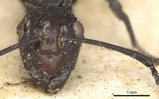 Polyrhachis textor specimen