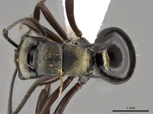 Polyrhachis thais specimen