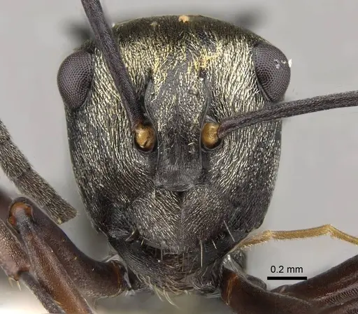 Polyrhachis thais specimen