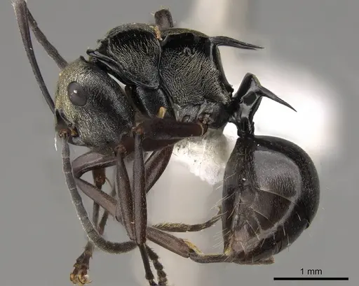 Polyrhachis thais specimen