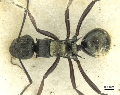 Polyrhachis thais - CASENT0906726