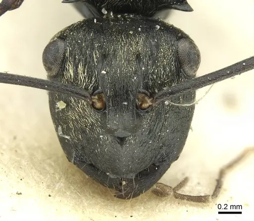 Polyrhachis thais - CASENT0906726