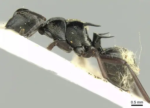 Polyrhachis thais - CASENT0906726