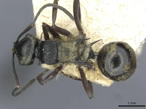 Polyrhachis thais - CASENT0910850