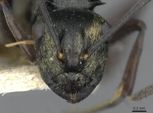 Polyrhachis thais - CASENT0910850