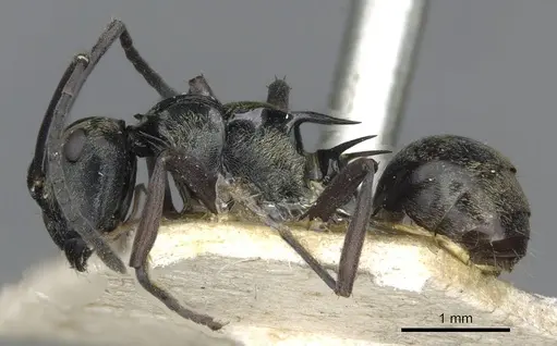 Polyrhachis thais - CASENT0910850