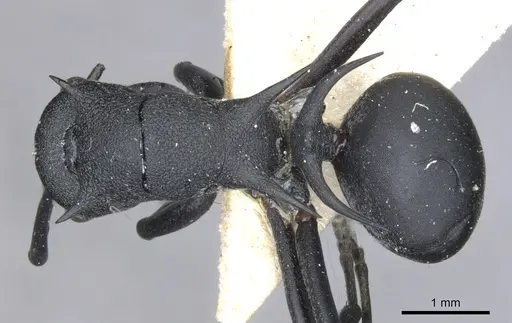 Polyrhachis thompsoni specimen