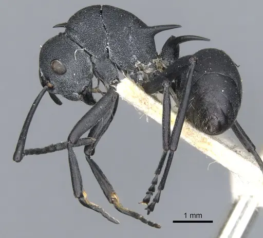 Polyrhachis thompsoni specimen