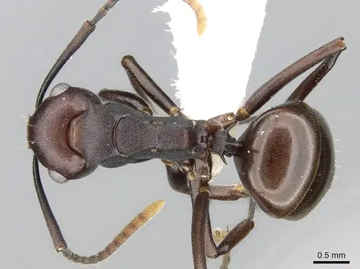 Polyrhachis thrinax specimen