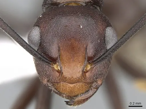 Polyrhachis thrinax specimen
