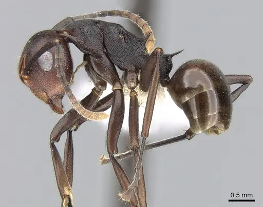 Polyrhachis thrinax specimen