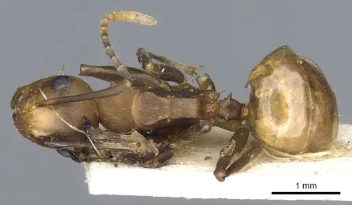 Polyrhachis thrinax - CASENT0903324