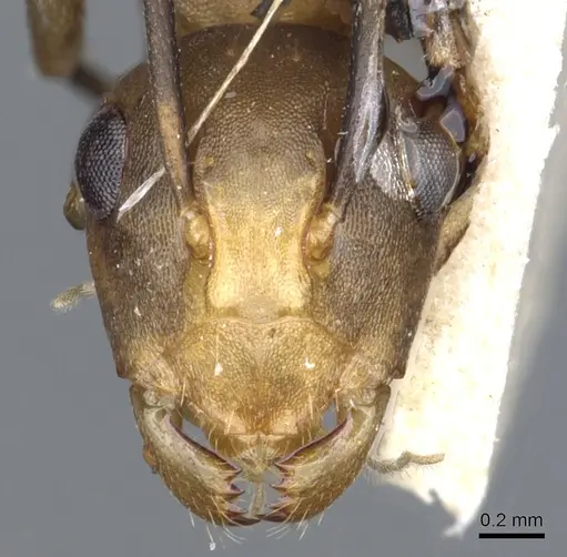 Polyrhachis thrinax - CASENT0903324