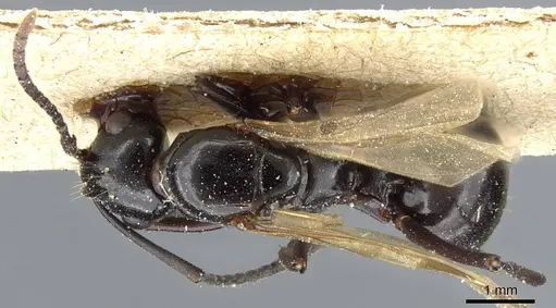 Polyrhachis thrinax - CASENT0905562