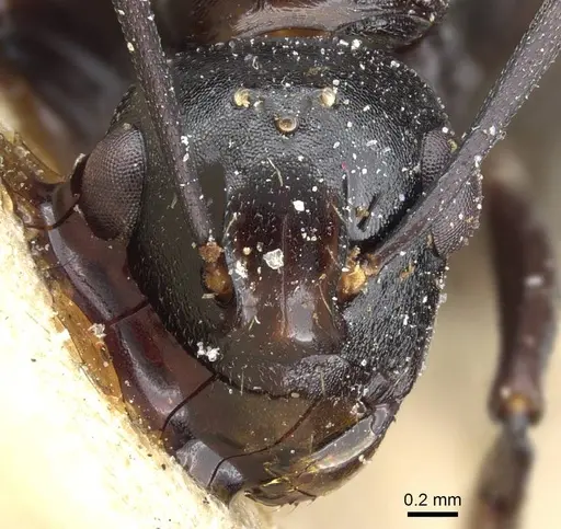 Polyrhachis thrinax - CASENT0905562
