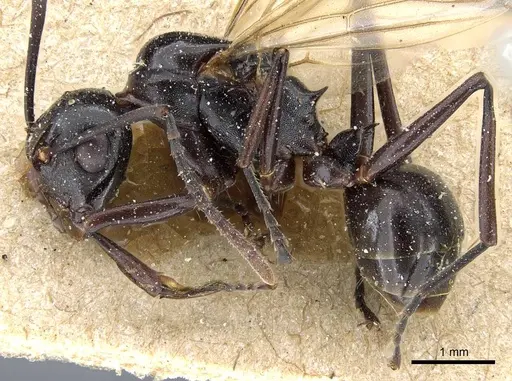 Polyrhachis thrinax - CASENT0905562