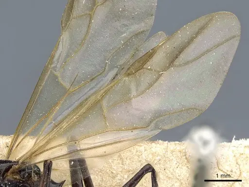 Polyrhachis thrinax - CASENT0905562