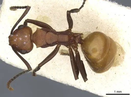 Polyrhachis thrinax - CASENT0910797