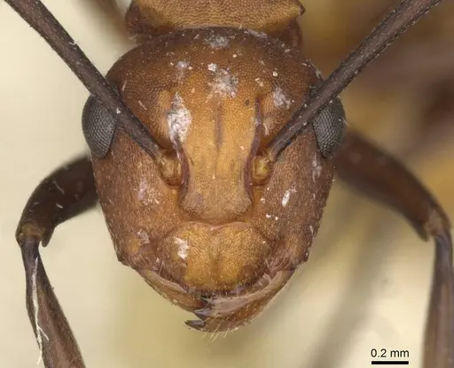 Polyrhachis thrinax - CASENT0910797