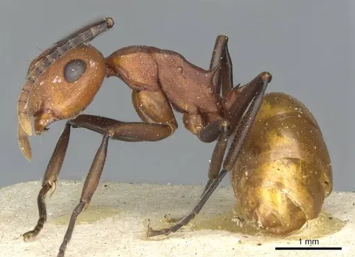 Polyrhachis thrinax - CASENT0910797