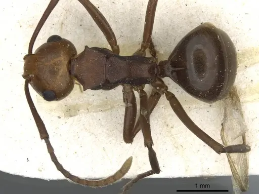 Polyrhachis thrinax - CASENT0910798