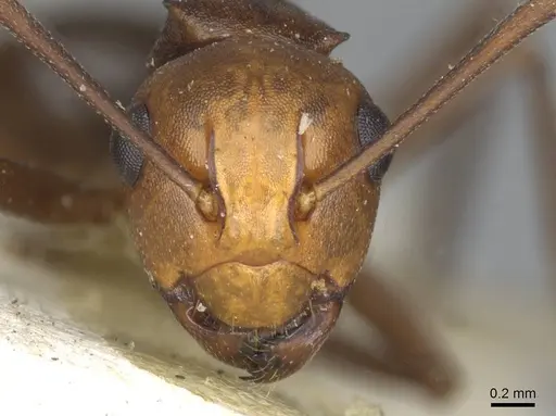 Polyrhachis thrinax - CASENT0910798