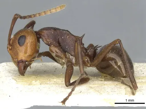 Polyrhachis thrinax - CASENT0910798