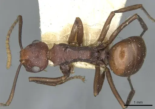 Polyrhachis thrinax - CASENT0910799