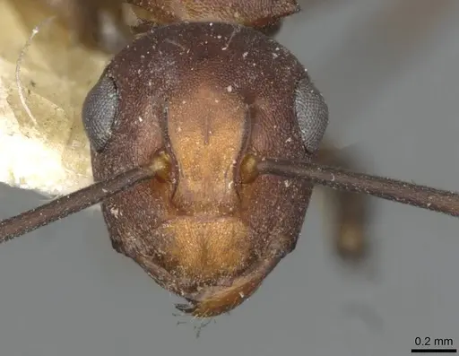 Polyrhachis thrinax - CASENT0910799
