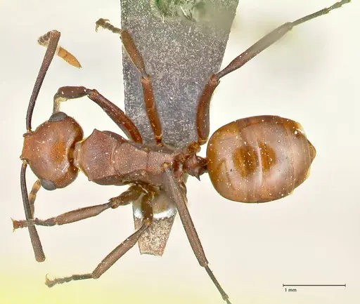 Polyrhachis thrinax - FOCOL2525